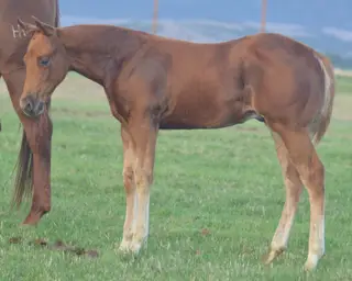 RT This Catt Pays, Foal Sorrel Quarter Horse Colt for Sale in Beaver, UT, photo 2 of 5