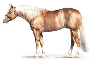RT This Catt Pays, Foal Sorrel Quarter Horse Colt for Sale in Beaver, UT, photo 4 of 5