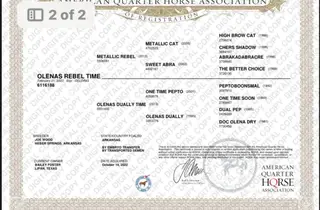 Olenas Rebel Time, 6 Year Old Bay Quarter Horse Gelding for Sale in Morgan Mill, TX, photo 2 of 2