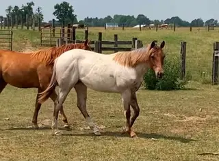 Filly by Metallic Casanova
