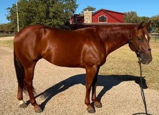 You Know Im Wright (Sofia), 6 Year Old Sorrel Quarter Horse Mare for Sale in Stephenville, TX