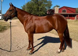 You Know Im Wright (Sofia), 6 Year Old Sorrel Quarter Horse Mare for Sale in Stephenville, TX, photo 2 of 3