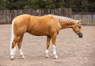 Chex Dunn Dun It (Tuna), 3 Year Old Palomino Quarter Horse Gelding for Sale in Sisters, OR