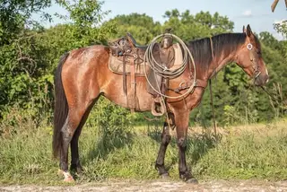 Ez On The Trigger, 4 Year Old Bay Roan Quarter Horse Mare for Sale