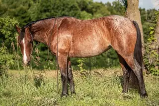 Ez On The Trigger, 4 Year Old Bay Roan Quarter Horse Mare for Sale, photo 2 of 3