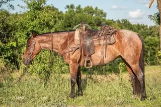 Ez On The Trigger, 4 Year Old Bay Roan Quarter Horse Mare for Sale, photo 3 of 3