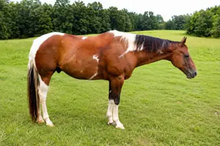 Invite Slick Rick, 8 Year Old Bay Paint Gelding for Sale in Waynesboro, TN