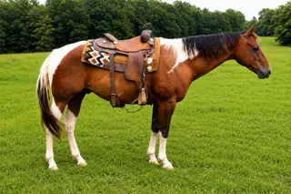 Invite Slick Rick, 8 Year Old Bay Paint Gelding for Sale in Waynesboro, TN, photo 2 of 4
