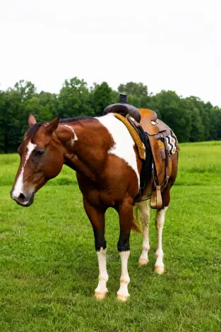 Invite Slick Rick, 8 Year Old Bay Paint Gelding for Sale in Waynesboro, TN, photo 3 of 4
