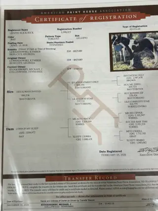Invite Slick Rick, 8 Year Old Bay Paint Gelding for Sale in Waynesboro, TN, photo 4 of 4