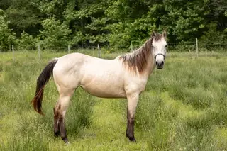 Lady, 2 Year Old Buckskin Quarter Horse Filly for Sale in Henderson, TN