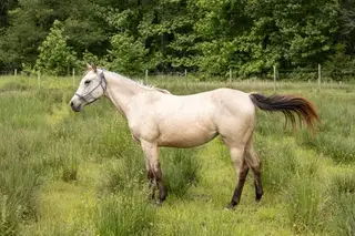 Lady, 2 Year Old Buckskin Quarter Horse Filly for Sale in Henderson, TN, photo 2 of 4