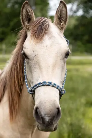 Lady, 2 Year Old Buckskin Quarter Horse Filly for Sale in Henderson, TN, photo 3 of 4