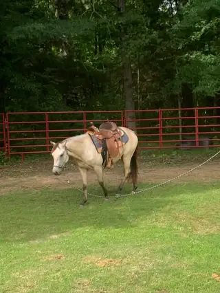 Lady, 2 Year Old Buckskin Quarter Horse Filly for Sale in Henderson, TN, photo 4 of 4