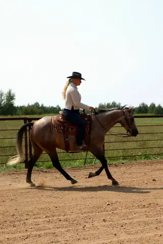 CB Real Tradition (Maverick), 5 Year Old Gray Quarter Horse Gelding for Sale in Merrill, WI