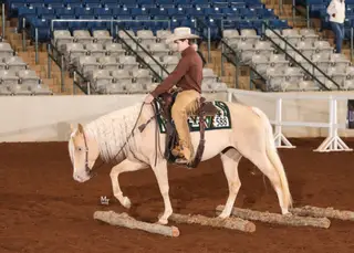 Gold Metallic Cougar (Willa), 4 Year Old Champagne Quarter Horse Mare for Sale in Bakersfield, CA, photo 4 of 6