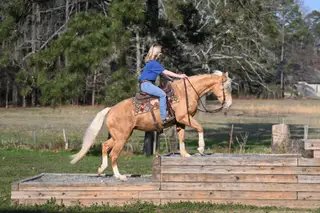Gold Metallic Cougar (Willa), 4 Year Old Champagne Quarter Horse Mare for Sale in Bakersfield, CA, photo 6 of 6