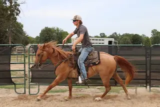 Tuff, Sorrel Quarter Horse Colt for Sale