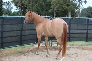 Tuff, Sorrel Quarter Horse Colt for Sale, photo 2 of 5