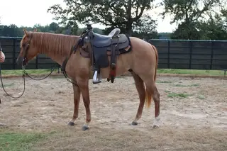 Tuff, Sorrel Quarter Horse Colt for Sale, photo 4 of 5