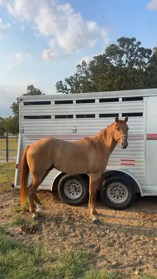 Tuff, Sorrel Quarter Horse Colt for Sale, photo 5 of 5