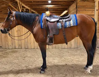 Aspen, 8 Year Old Bay Quarter Horse Mare for Sale in Dobson, NC