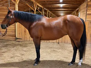 Aspen, 8 Year Old Bay Quarter Horse Mare for Sale in Dobson, NC, photo 2 of 3