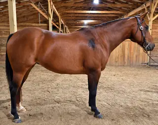 Aspen, 8 Year Old Bay Quarter Horse Mare for Sale in Dobson, NC, photo 3 of 3