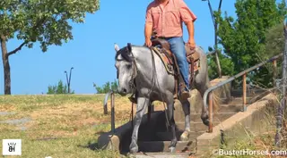 Rowdy, 4 Year Old Gray Quarter Horse Gelding for Sale