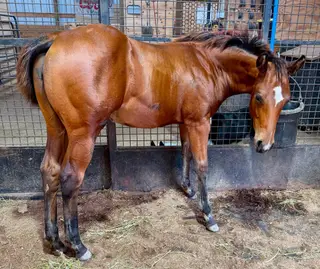 Smokin Hot Nova, Foal Bay Quarter Horse Filly for Sale in Osage, IA