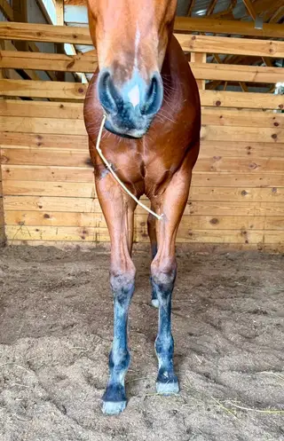 Smokin Hot Nova, Foal Bay Quarter Horse Filly for Sale in Osage, IA, photo 2 of 5