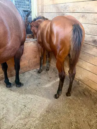 Smokin Hot Nova, Foal Bay Quarter Horse Filly for Sale in Osage, IA, photo 3 of 5