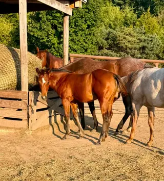 Smokin Hot Nova, Foal Bay Quarter Horse Filly for Sale in Osage, IA, photo 4 of 5