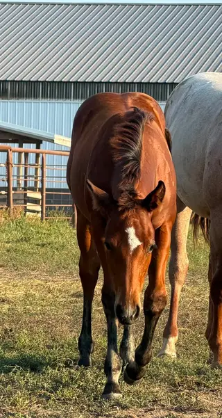 Smokin Hot Nova, Foal Bay Quarter Horse Filly for Sale in Osage, IA, photo 5 of 5