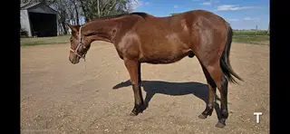 Colt by Tricked Out Spook