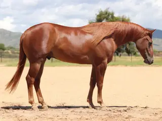 Whata Wada Cash (Benny), 2 Year Old Chestnut Quarter Horse Gelding for Sale in Dewey, AZ
