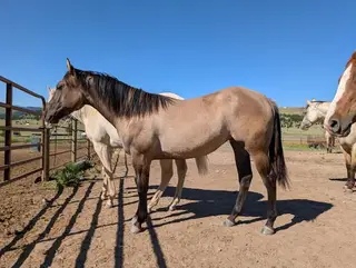 Mile High Imahotmess (Jazzy)