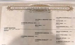 Last Watch, 4 Year Old Sorrel Quarter Horse Gelding for Sale in Gainesville, TX, photo 2 of 2