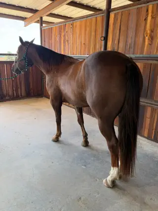 Metallicstuffhotiron, 5 Year Old Bay Quarter Horse Gelding for Sale in Dublin, TX