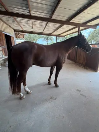 Metallicstuffhotiron, 5 Year Old Bay Quarter Horse Gelding for Sale in Dublin, TX, photo 3 of 4