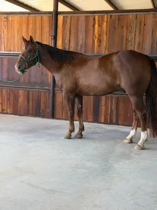 Metallicstuffhotiron, 5 Year Old Bay Quarter Horse Gelding for Sale in Dublin, TX, photo 4 of 4