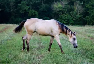 Sparks Like Confetti (Laken), 1 Year Old Buckskin Quarter Horse Filly for Sale in KY, photo 2 of 4