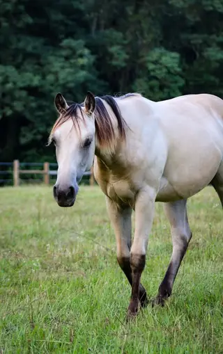 Sparks Like Confetti (Laken), 1 Year Old Buckskin Quarter Horse Filly for Sale in KY, photo 3 of 4