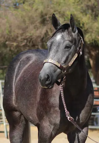 High Hoe Silver, 2 Year Old Blue Roan Quarter Horse Gelding for Sale in Norco, CA, photo 2 of 5