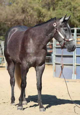 High Hoe Silver, 2 Year Old Blue Roan Quarter Horse Gelding for Sale in Norco, CA, photo 3 of 5