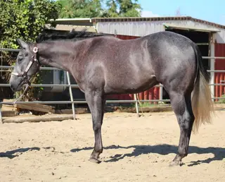 High Hoe Silver, 2 Year Old Blue Roan Quarter Horse Gelding for Sale in Norco, CA, photo 4 of 5