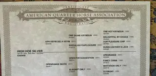 High Hoe Silver, 2 Year Old Blue Roan Quarter Horse Gelding for Sale in Norco, CA, photo 5 of 5