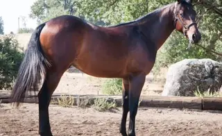 Nevada Sparks A Dual