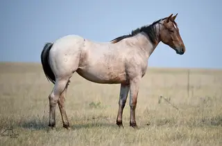 Eight Below Once (Bella), 1 Year Old Bay Roan Quarter Horse Filly for Sale in Crawford, NE