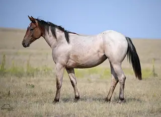 Eight Below Once (Bella), 1 Year Old Bay Roan Quarter Horse Filly for Sale in Crawford, NE, photo 2 of 3